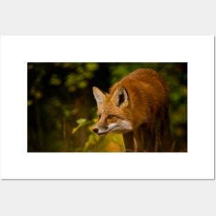 Red Fox Posters and Art